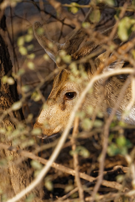 Keoladeo national park-034